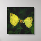 Papillon Wing Of Change Toile Premium Stretchée (Recto)