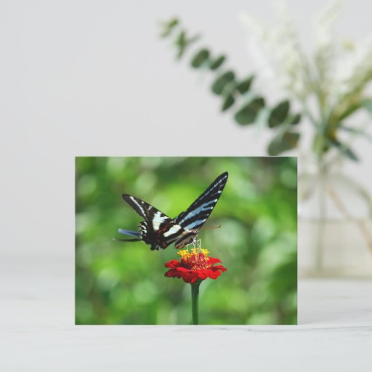 Papillon Zebra Swallowtail sur carte postale Red Z (Debout devant)