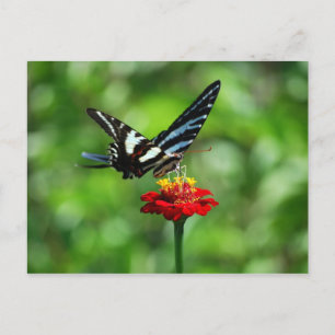 Papillon Zebra Swallowtail sur carte postale Red Z