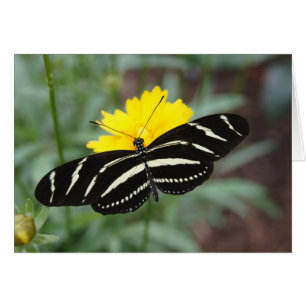 Papillon zèbre