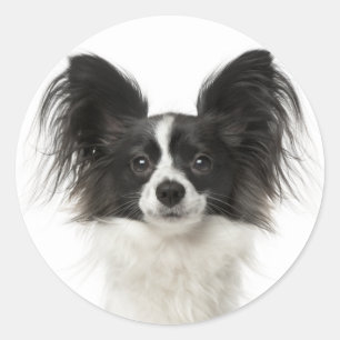 Papillon Zwart-wit Puppy Dog - Liefde Puppies Ronde Sticker