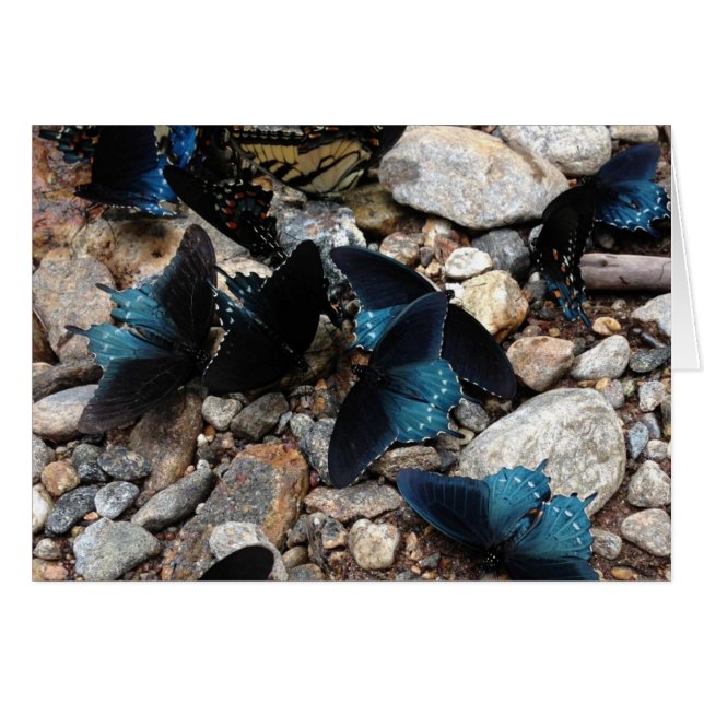 Papillons (Devant horizontal)