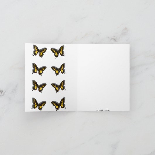 Papillons (Intérieur)