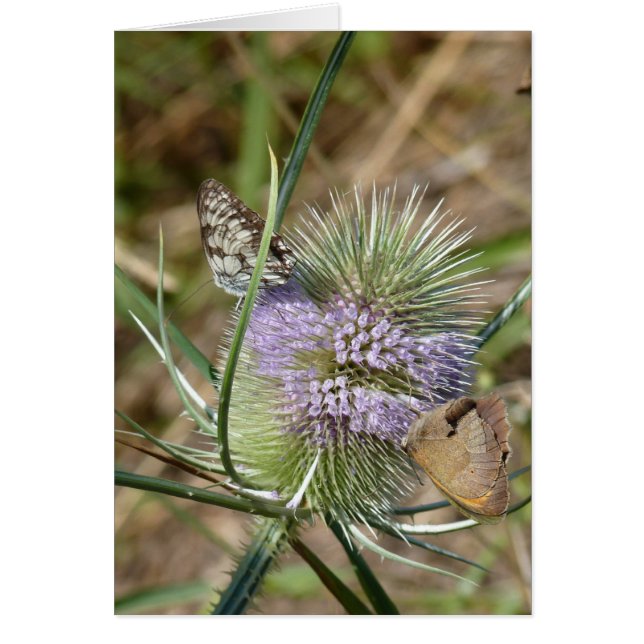 Papillons (Voorkant)