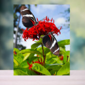 Papillons à ailes longues zébrées sur fleurs rouge (Neutre)