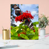 Papillons à ailes longues zébrées sur fleurs rouge (Mariage)