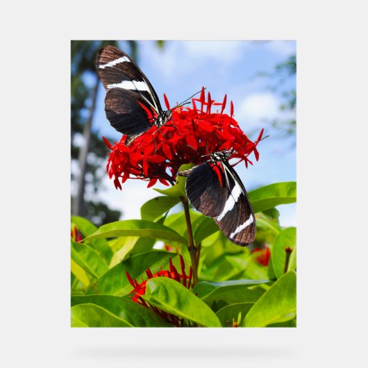 Papillons à ailes longues zébrées sur fleurs rouge (Recto)