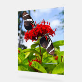 Papillons à ailes longues zébrées sur fleurs rouge (Angle)