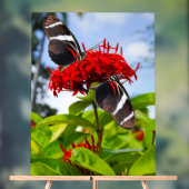 Papillons à ailes longues zébrées sur fleurs rouge (Neutre)