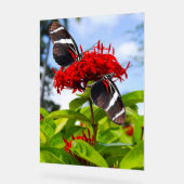 Papillons à ailes longues zébrées sur fleurs rouge (Angle)