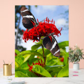 Papillons à ailes longues zébrées sur fleurs rouge (Mariage)