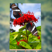 Papillons à ailes longues zébrées sur fleurs rouge (Neutre)