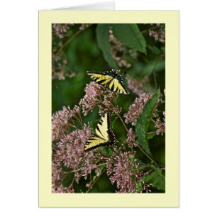 Papillons à queue de tigre sur Joe Pye Weed