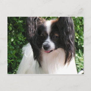Papillons Briefkaart