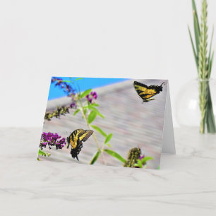 Papillons, carte