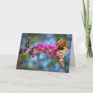 Papillons, carte