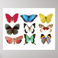 Papillons colorés Poster Imprimer