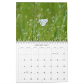 Papillons dans le calendrier naturel (Jan 2027)