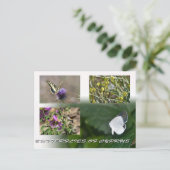 papillons de Chypre carte postale (Debout devant)