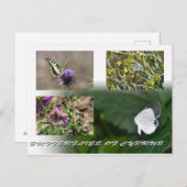 papillons de Chypre carte postale (Devant / Derrière)