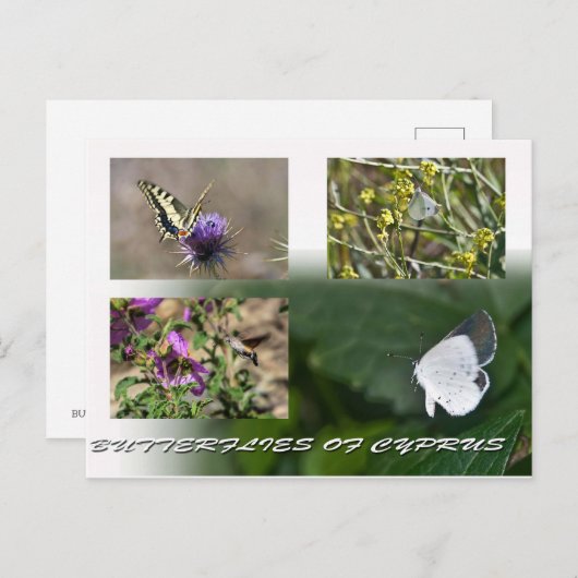 papillons de Chypre carte postale (Devant / Derrière)