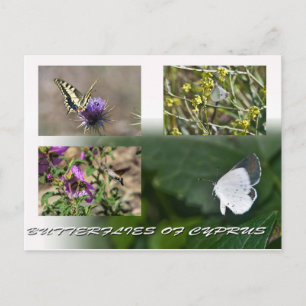 papillons de Chypre carte postale