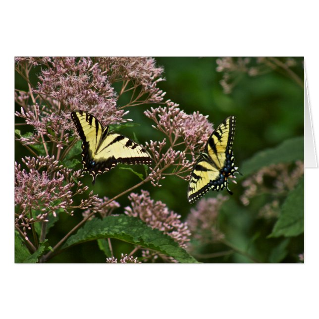 Papillons de machaon de tigre sur l'mauvaise herbe (Devant horizontal)