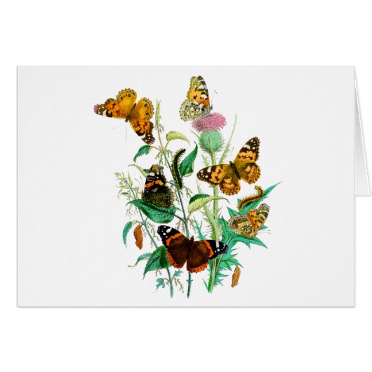 Papillons et chardon (Devant horizontal)