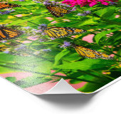 Papillons Monarque Photo Élargissement (Coin)