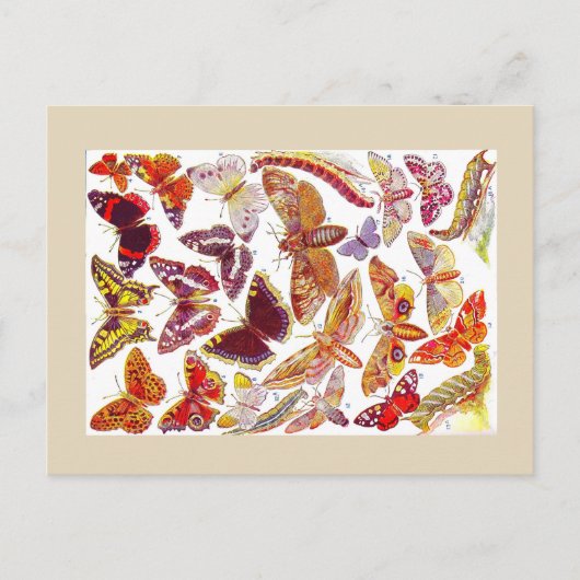 Papillons Moths Carte postale Vintage | Insecte 1 (Devant)