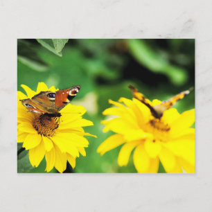 Papillons Peacock - Carte postale