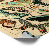 Papillons Poster Papillons Vintage (Coin)