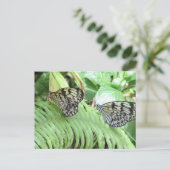 Papillons sur Fern Carte Postale (Debout devant)