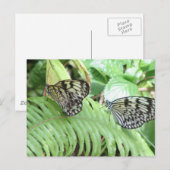Papillons sur Fern Carte Postale (Devant / Derrière)