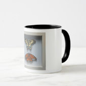 Papillons tasse d'entomologie "dans cadre" (Devant droit)