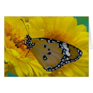 Papillons tropicaux