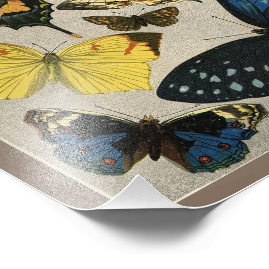 Papillons Vintage 1904 Impression (Coin)