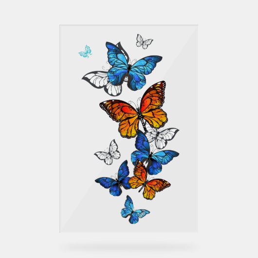 Papillons volants Morpho et Monarch (Recto)