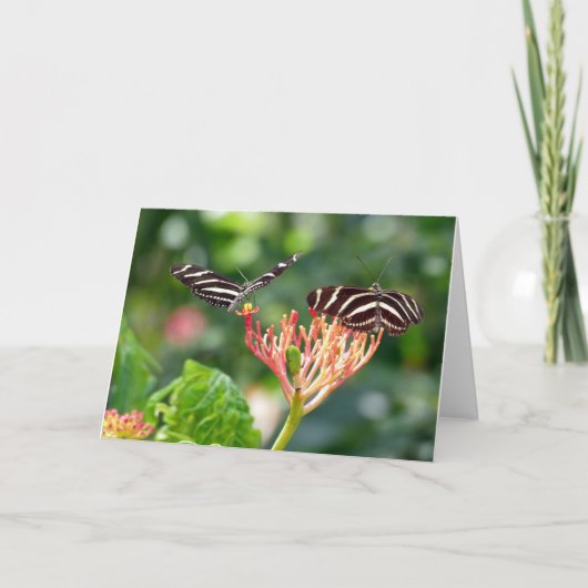 Papillons Zebra Longwing, FL - carte (Devant)