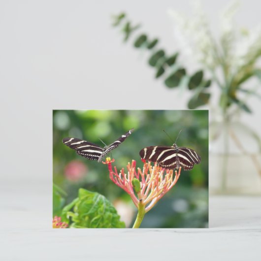 Papillons Zebra Longwing, FL - carte postale (Debout devant)