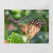 Papillons Zebra Longwing, FL - carte postale (Devant)