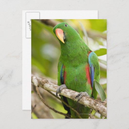 Papoea-Nieuw-Guinea, provincie Oro 2 Briefkaart (Voorkant / Achterkant)