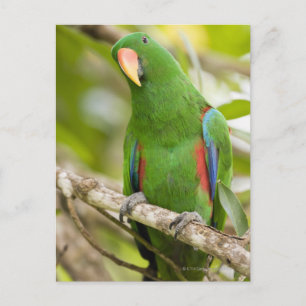 Papoea-Nieuw-Guinea, provincie Oro 2 Briefkaart