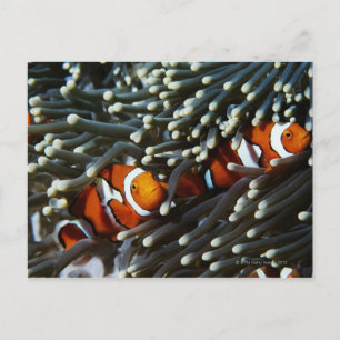 Papoea-Nieuw-Guinea, twee valse namaakanemonieten Briefkaart