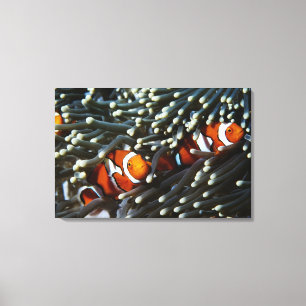 Papoea-Nieuw-Guinea, twee valse namaakanemonieten Canvas Afdruk