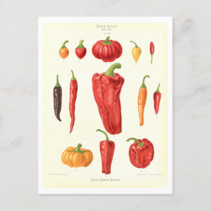 Paprika's Botanische Illustratie uit Zaad Catalogu Briefkaart