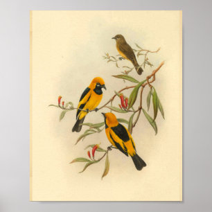 Papuan Yellow Flycatcher Bird  Print