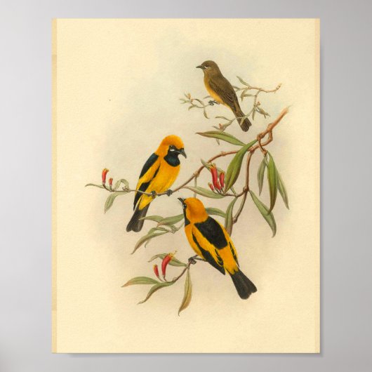 Papuan Yellow Flycatcher Bird Print (Voorkant)