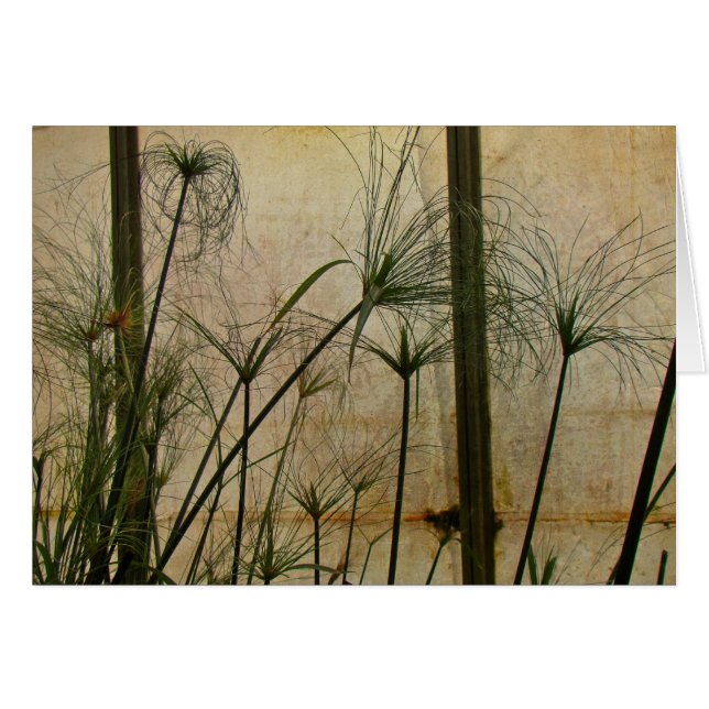 Papyrus (Voorkant Horizontaal)