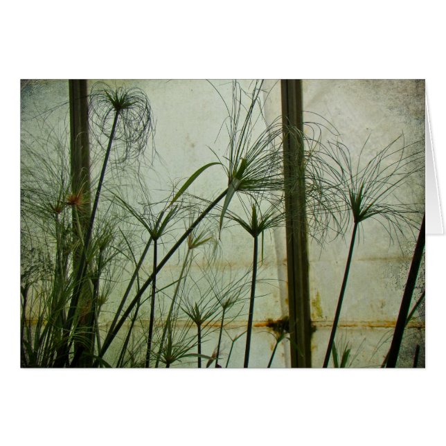 Papyrus (Devant horizontal)